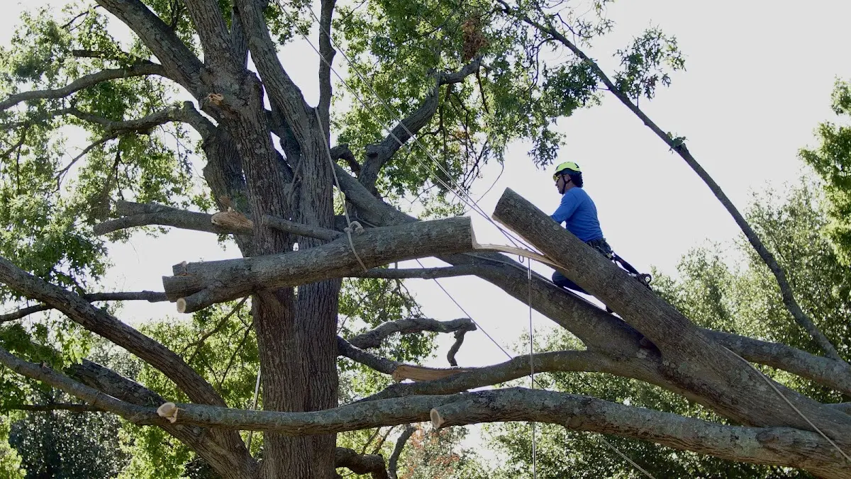Professional Crown Thinning performed by certified arborists in Spanishburg
