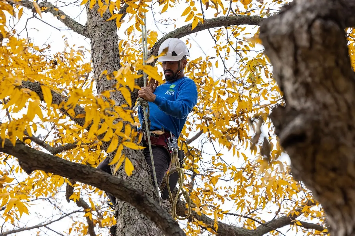 Skilled Tree Pruning crew working in Spanishburg