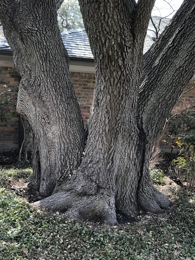 Mature heritage tree close to a Spanishburg property cared for by certified arborists